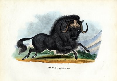 Black Wildebeest, 1863-79 by Raimundo Petraroja